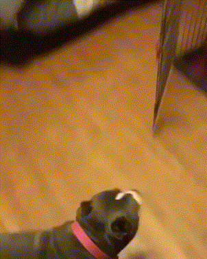 개님들 | 인스티즈