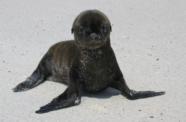[물개] 이 것은 그냥 귀엽기 짝이없는 물들 사진(안귀여울 수도 있음) | 인스티즈