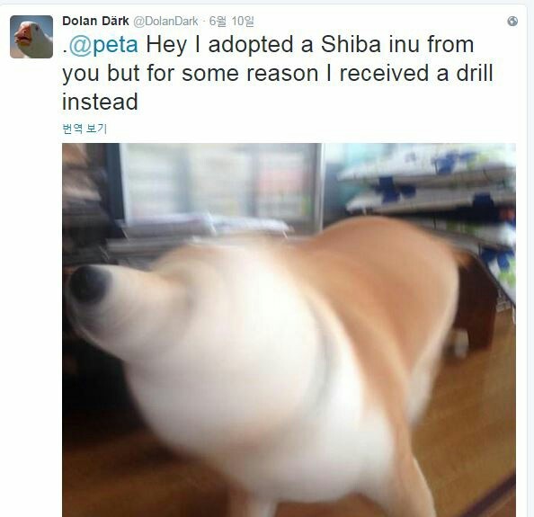 헤이-! 내가 시바견을 입양했는데 | 인스티즈