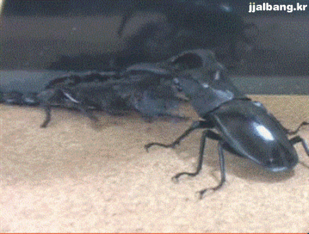 전갈 vs 사슴벌레 | 인스티즈