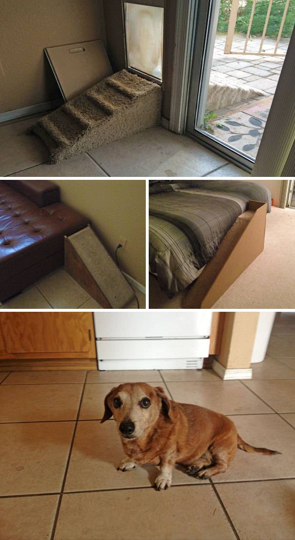 집사들이 반려동물과 함께하기 위해 생각해낸 것들 | 인스티즈