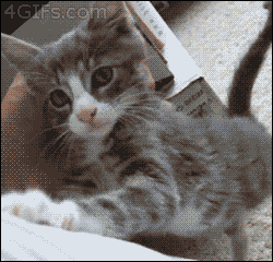 집사가 좋은 새끼냥이 .GIF | 인스티즈