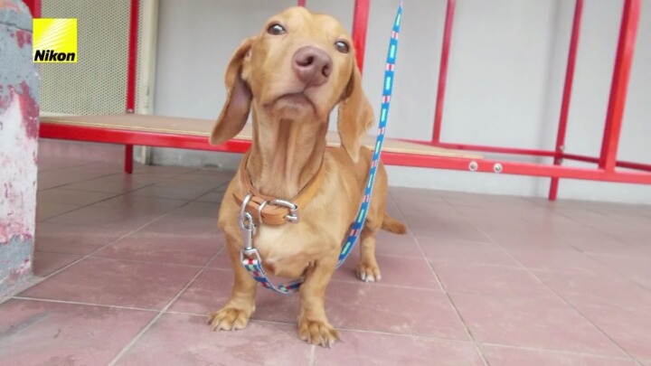 강아지의 심장이 뛰면 사진이 찍히는 사진기.jpg | 인스티즈