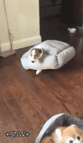 개북이의 움직이는 성 | 인스티즈