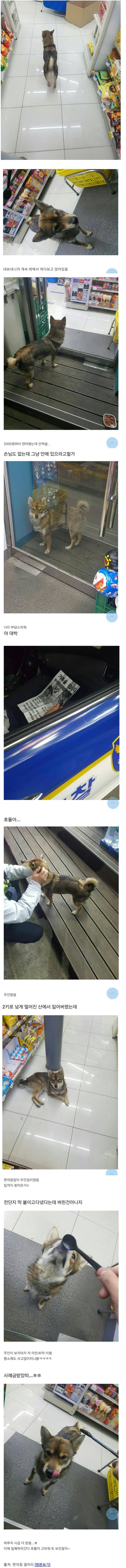 편의점에 찾아온 강아지 | 인스티즈