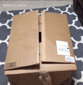 심장폭행하는 리트리버들 | 인스티즈