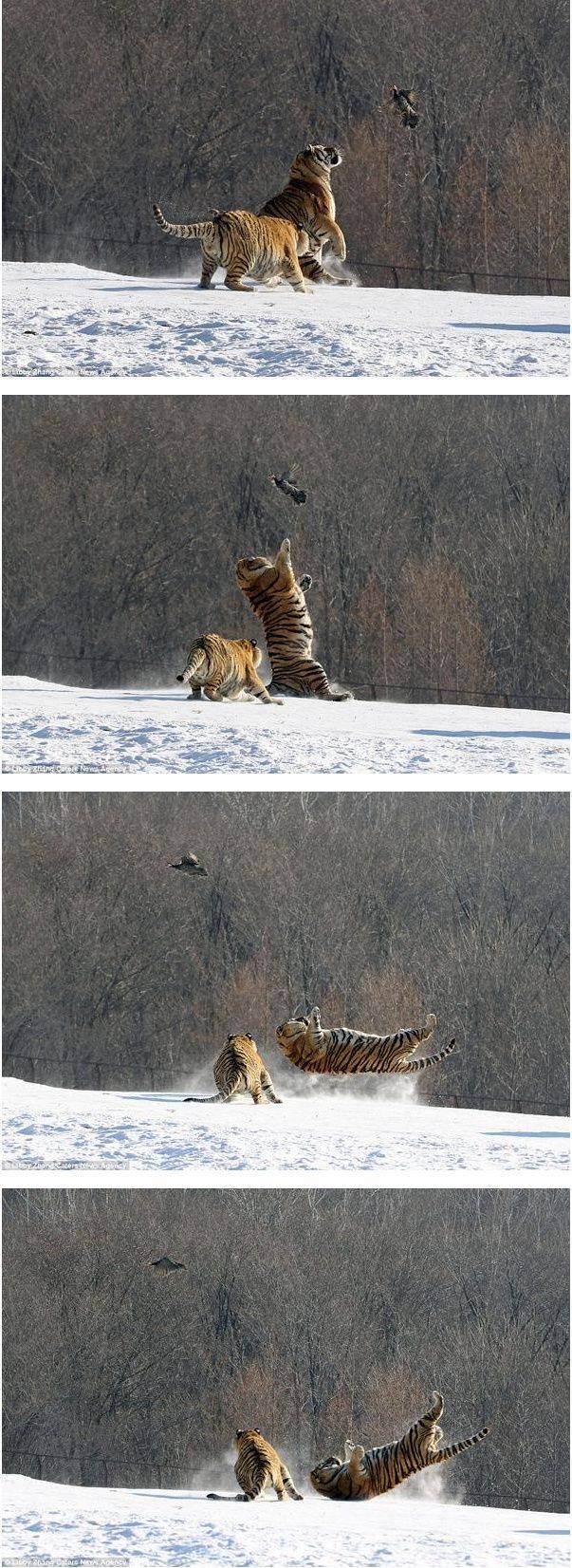 호랑이의 위엄 | 인스티즈