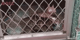 머리를 써서 문을 여는 고양이 | 인스티즈