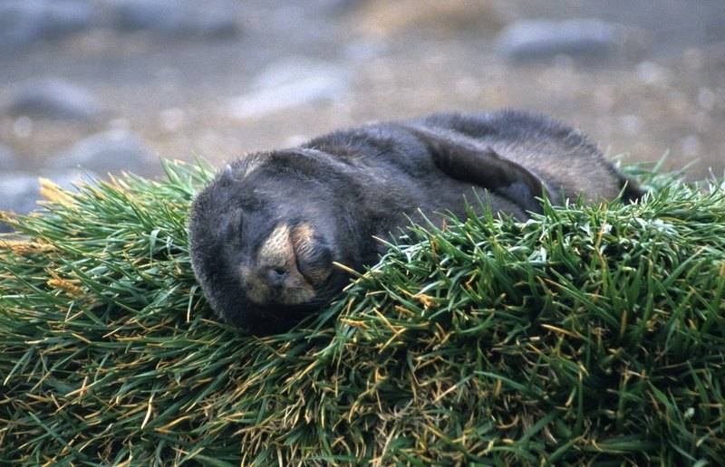 [물개] 이 것은 그냥 귀엽기 짝이없는 물들 사진(안귀여울 수도 있음) | 인스티즈