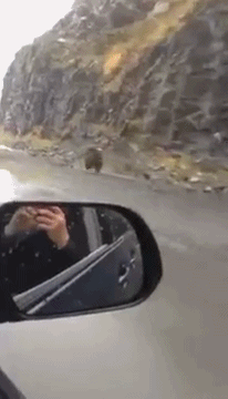 곰 달리기 실력.gif | 인스티즈