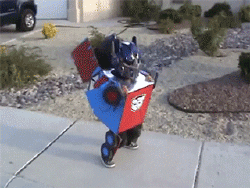 옵티머스 프라임 코스프레 | 인스티즈