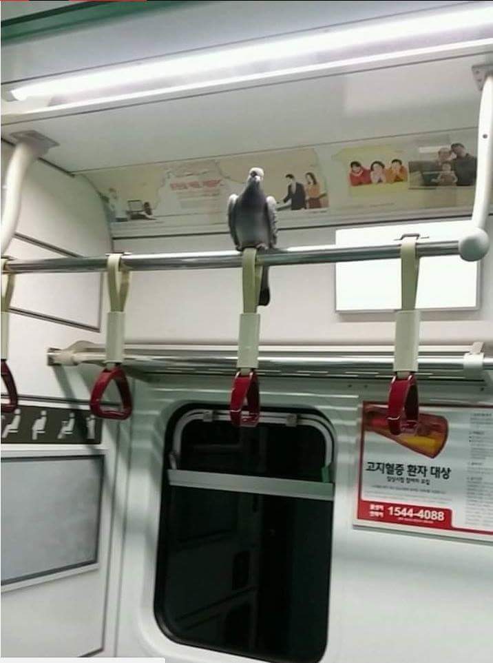 호불호 안 갈리는 동물 | 인스티즈