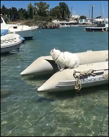 헤엄치냥.gif | 인스티즈