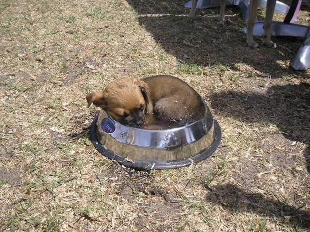 아무데서나 잘 수 있는 강아지들 | 인스티즈