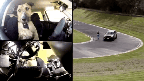 [운전] 터프하게 하는 댕댕이 | 인스티즈