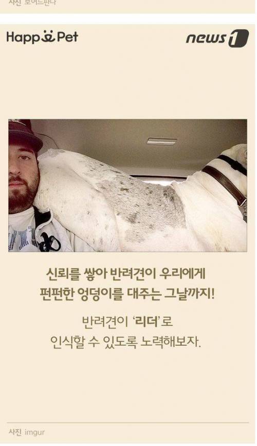 개가 펑퍼짐한 엉덩이를 들이대는 이유 | 인스티즈