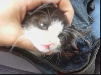 한 때 유명했던 고양이 | 인스티즈