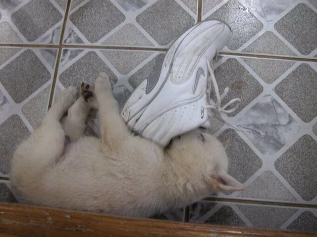 다시는 개 안키운다 | 인스티즈