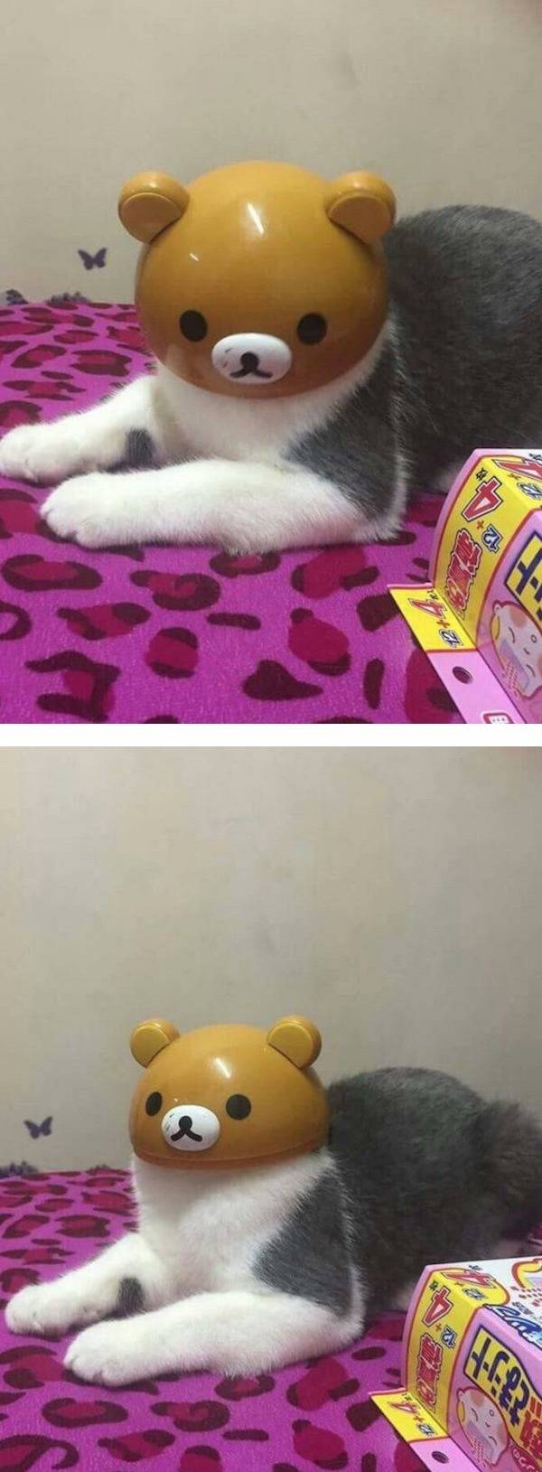 곰냥이 | 인스티즈