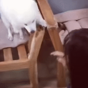 미인을 알아보는 강아지.gif | 인스티즈