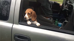 병원가는 강아지 | 인스티즈