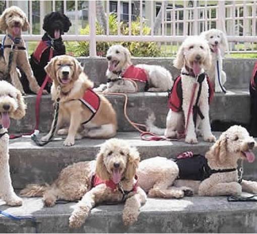 안내견에 대한 잘 몰랐던 사실들.. 그 개를 알고싶다! 안내견편!! | 인스티즈