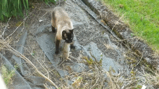 사냥하고 돌아온 고양이 | 인스티즈