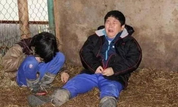 아이들이 5개월 동안 키운 돼지를 먹게 한 일본 초등학교 (충격주의) | 인스티즈