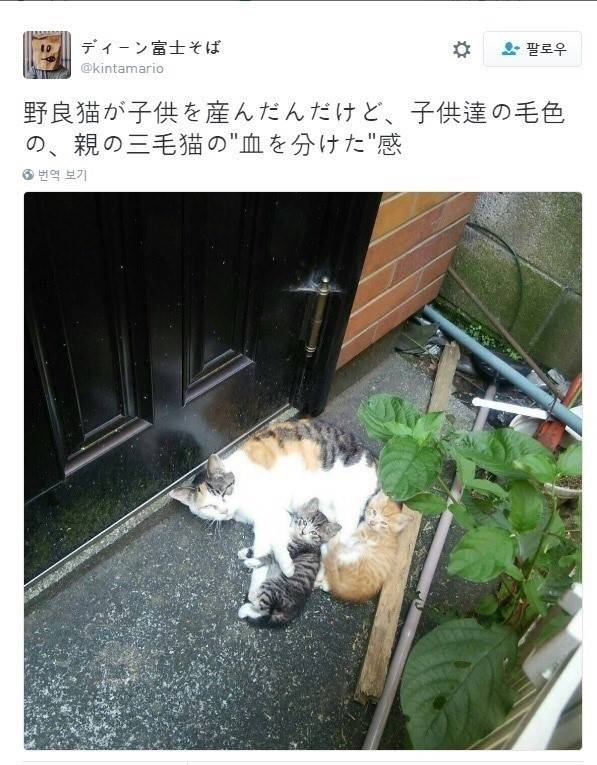 완벽한 반반냥 | 인스티즈