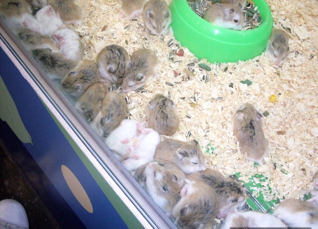 한때 헬조선에서 유행이었던 뽑기기계 | 인스티즈