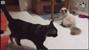 무림고수 | 인스티즈