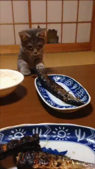생선이 너무 먹고싶엇던 고양이.gif | 인스티즈