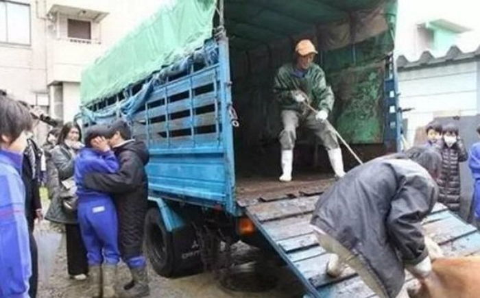 아이들이 5개월 동안 키운 돼지를 먹게 한 일본 초등학교 (충격주의) | 인스티즈
