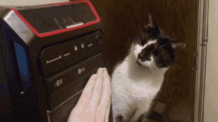 화들짞(냥이) | 인스티즈