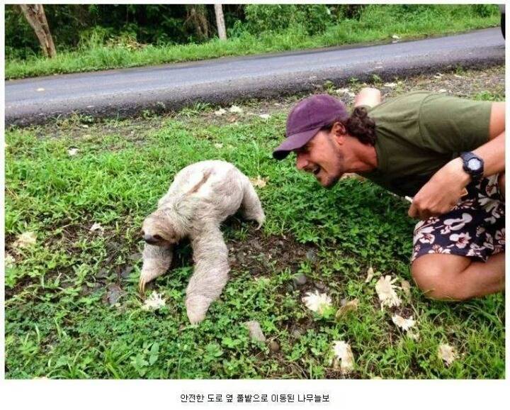 나무늘보의 귀여움에 대한 고찰.jpg | 인스티즈