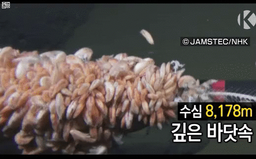 일본의 심해어 촬영 세계 신기록 | 인스티즈