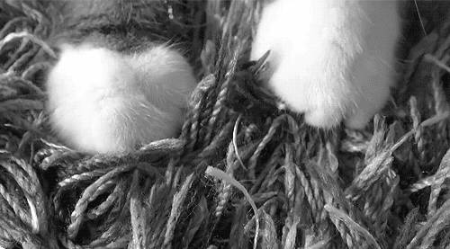 냥이들 | 인스티즈