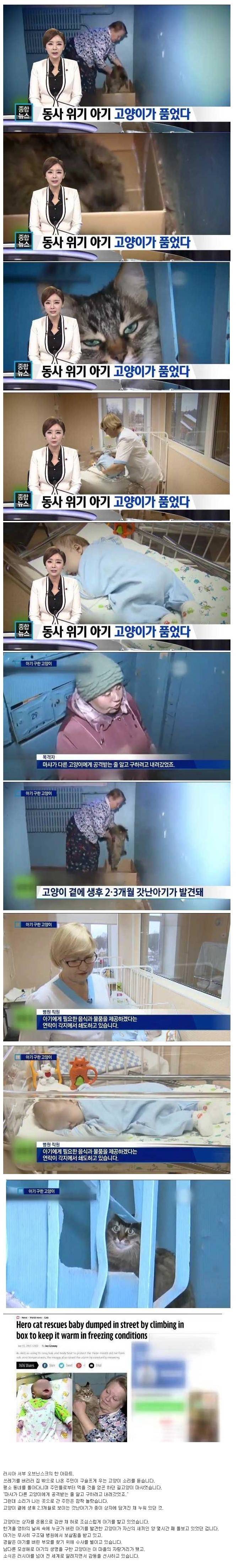 러시아에서 아기를 살린 고양이 | 인스티즈
