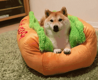 핫도그 | 인스티즈