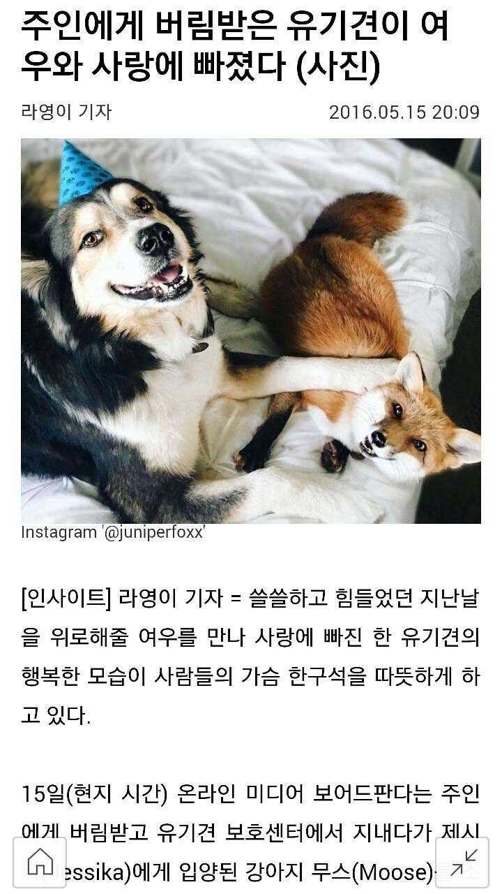 주인에게 버림받은 유기견이 여우와 사랑에 빠졌다 | 인스티즈