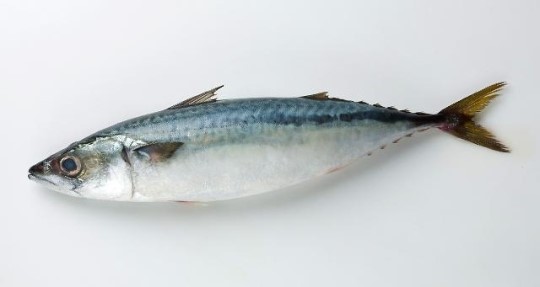 고등어 호vs불호 | 인스티즈