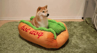 핫도그 | 인스티즈