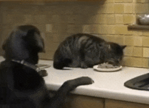 개님들 | 인스티즈