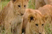 아가사자의 호기심 | 인스티즈