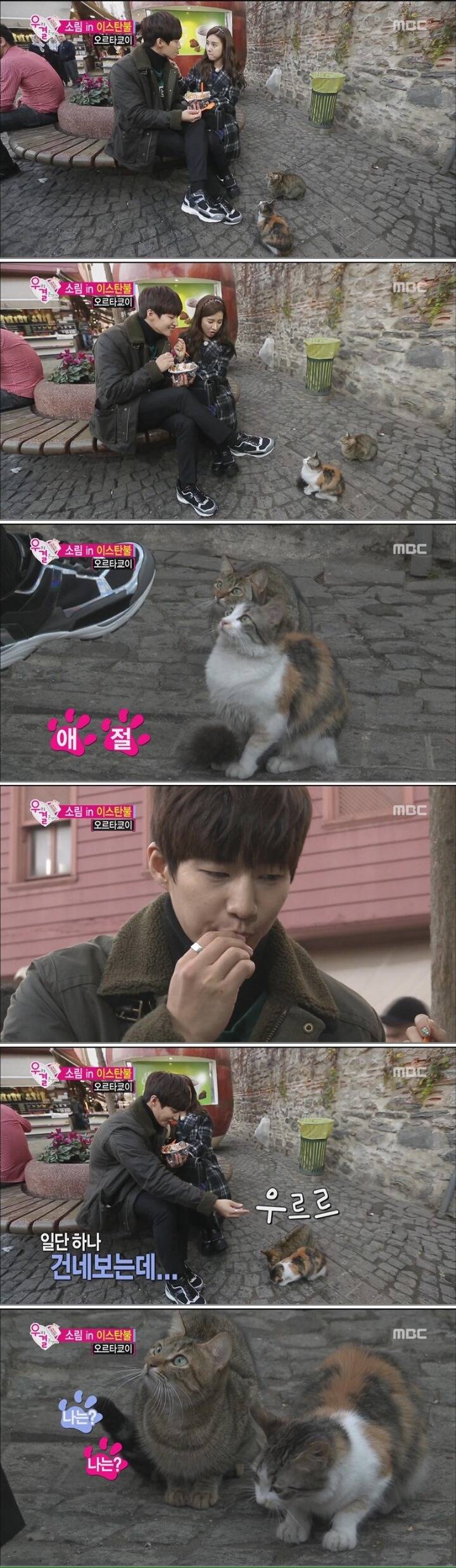 터키의 온순한 고양이 | 인스티즈