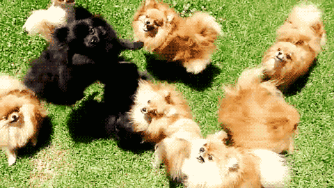 하늘을 우러러 한점 고양이 없기를 . . . 수요댕댕회 | 인스티즈