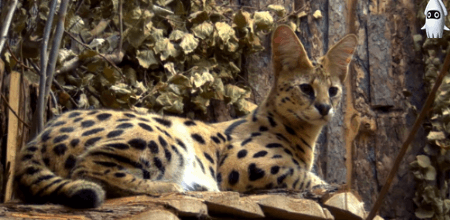 잘 몰랐던 고양잇과 동물들에 대해 알아보자.jpgif | 인스티즈