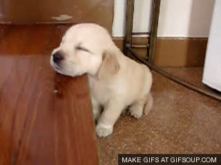 사랑스런 댕댕이들 | 인스티즈