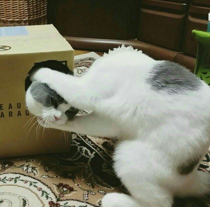 여기 고양이 키워본 갤러 있니? | 인스티즈