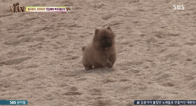 심장주의 모래찜질하다 빠진 댕댕이 끝순이 | 인스티즈